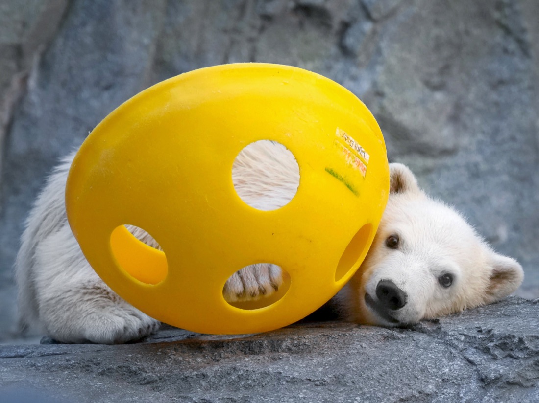 Momota cuddling a yellow ball toy